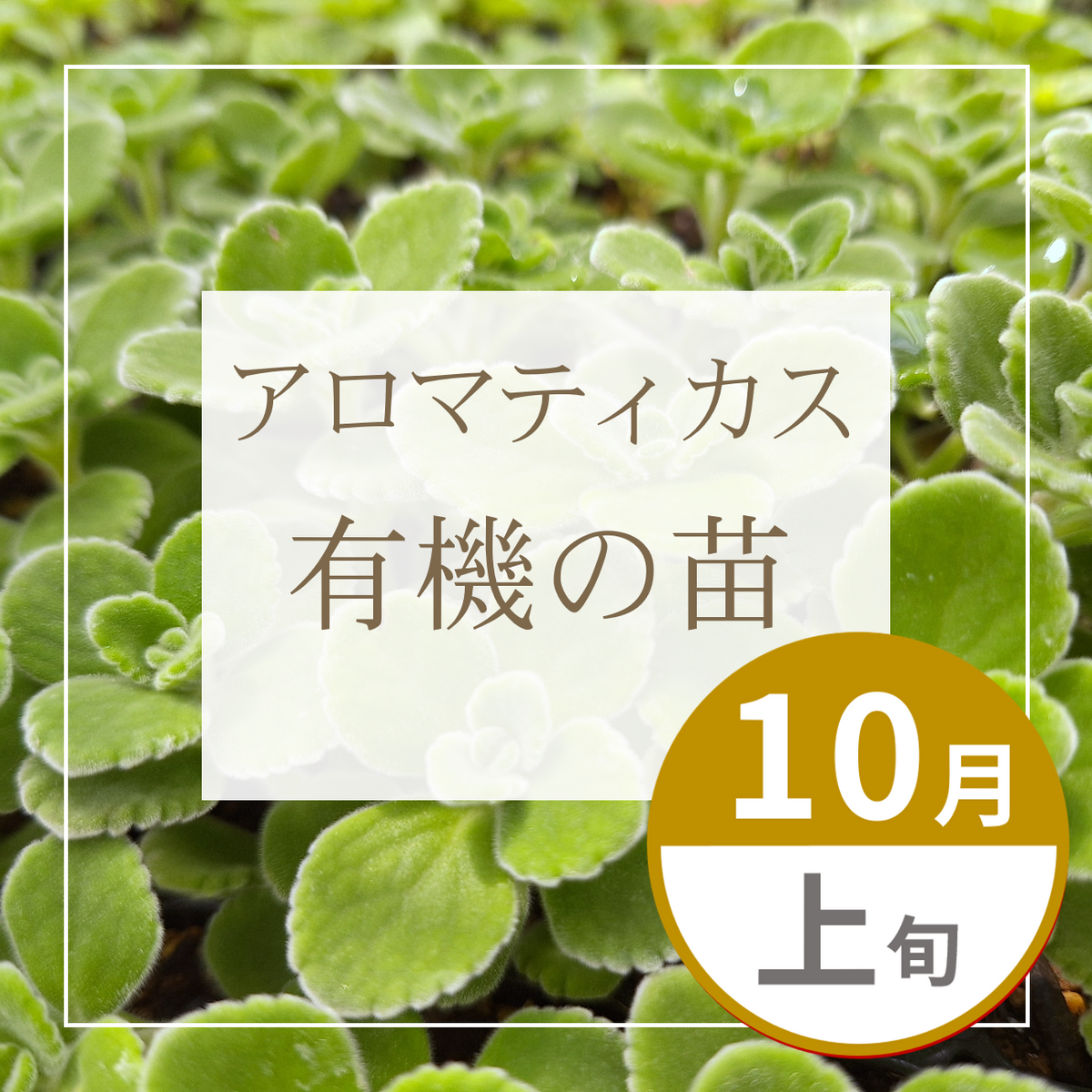 【グループ OCT-01 | 10月上旬発送】有機の苗 | アロマティカス