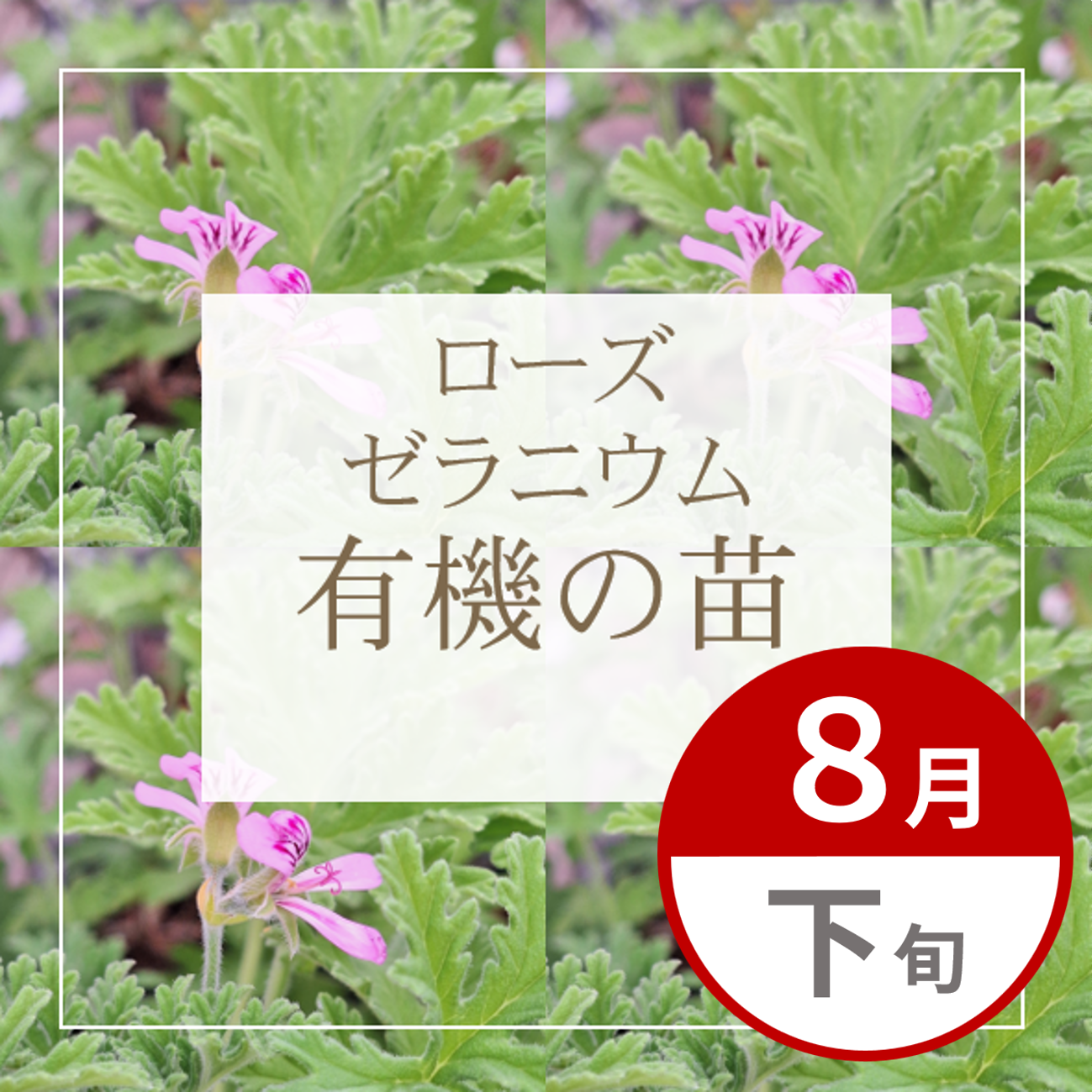【グループ AUG-02 | 8月下旬発送】有機の苗 | ローズゼラニウム