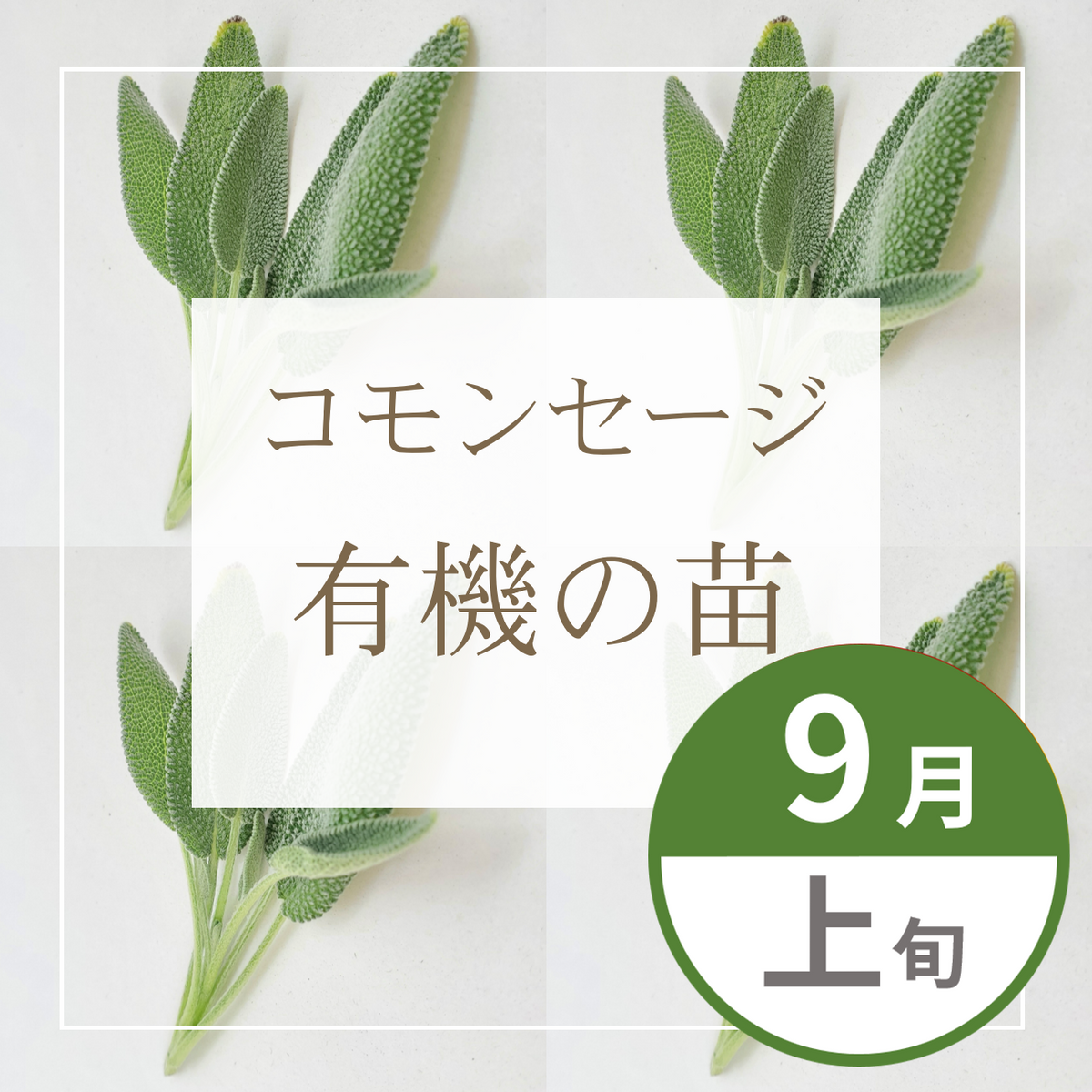 【グループ SEP-01 | 9月上旬発送】有機の苗 | コモンセージ