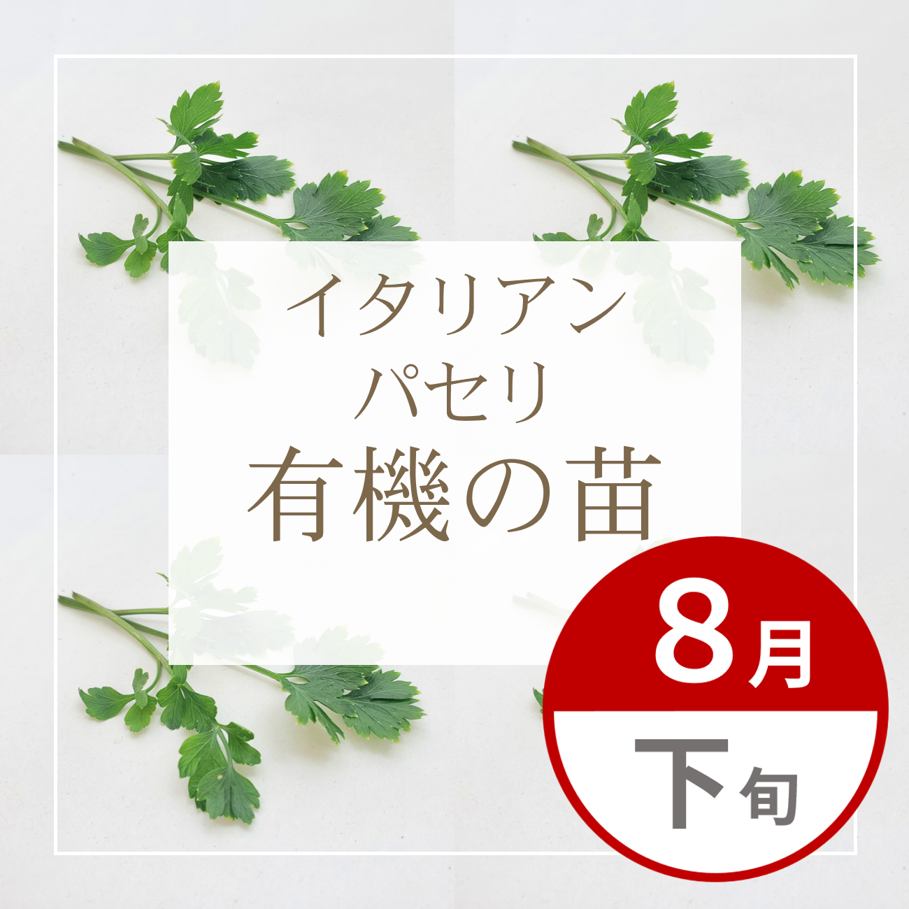 【グループ AUG-02 | 8月下旬発送】有機の苗 | イタリアンパセリ