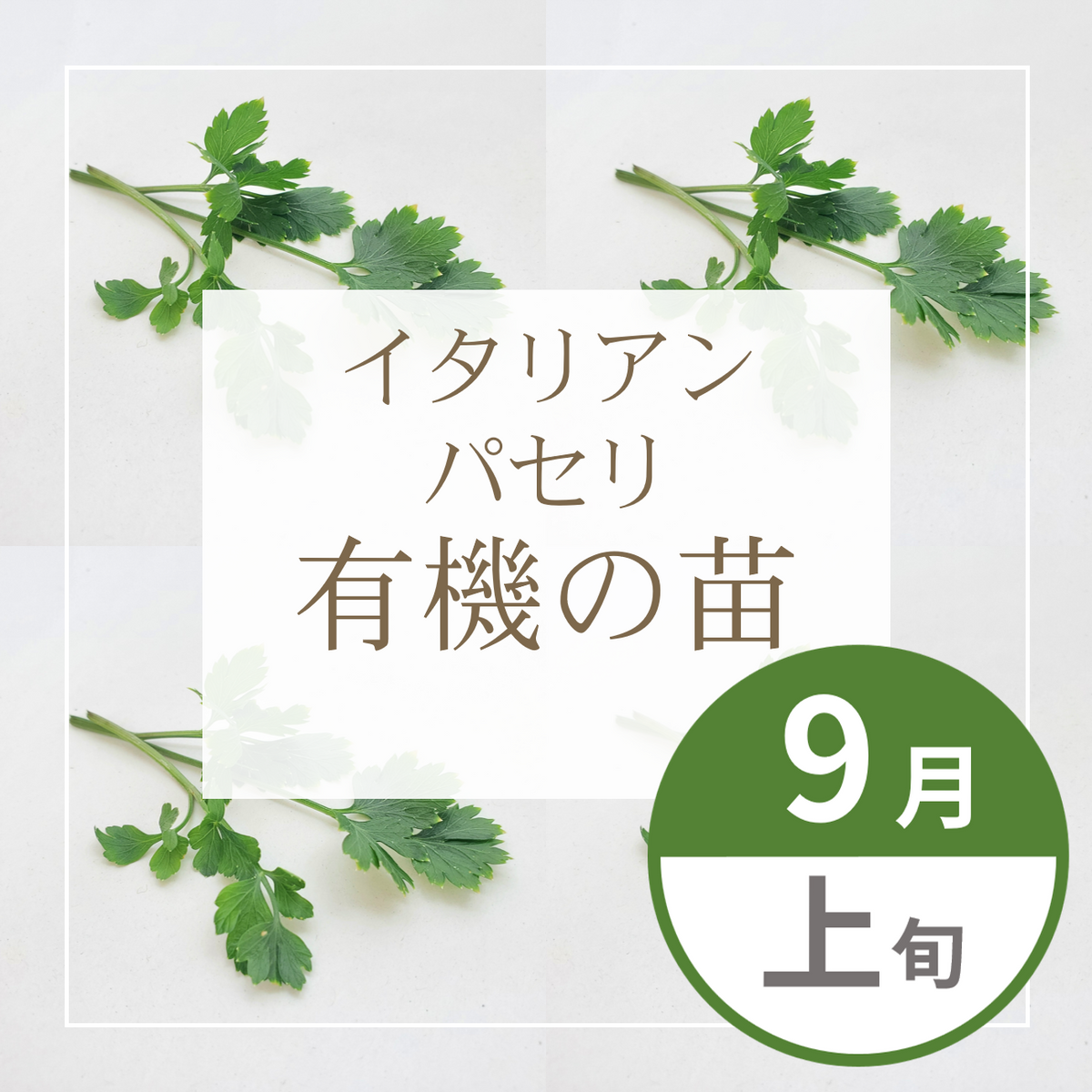 【グループ SEP-01 | 9月上旬発送】有機の苗 | イタリアンパセリ