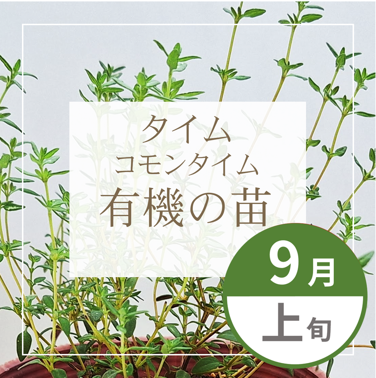 【グループ SEP-01 | 9月上旬発送】有機の苗 | コモンタイム