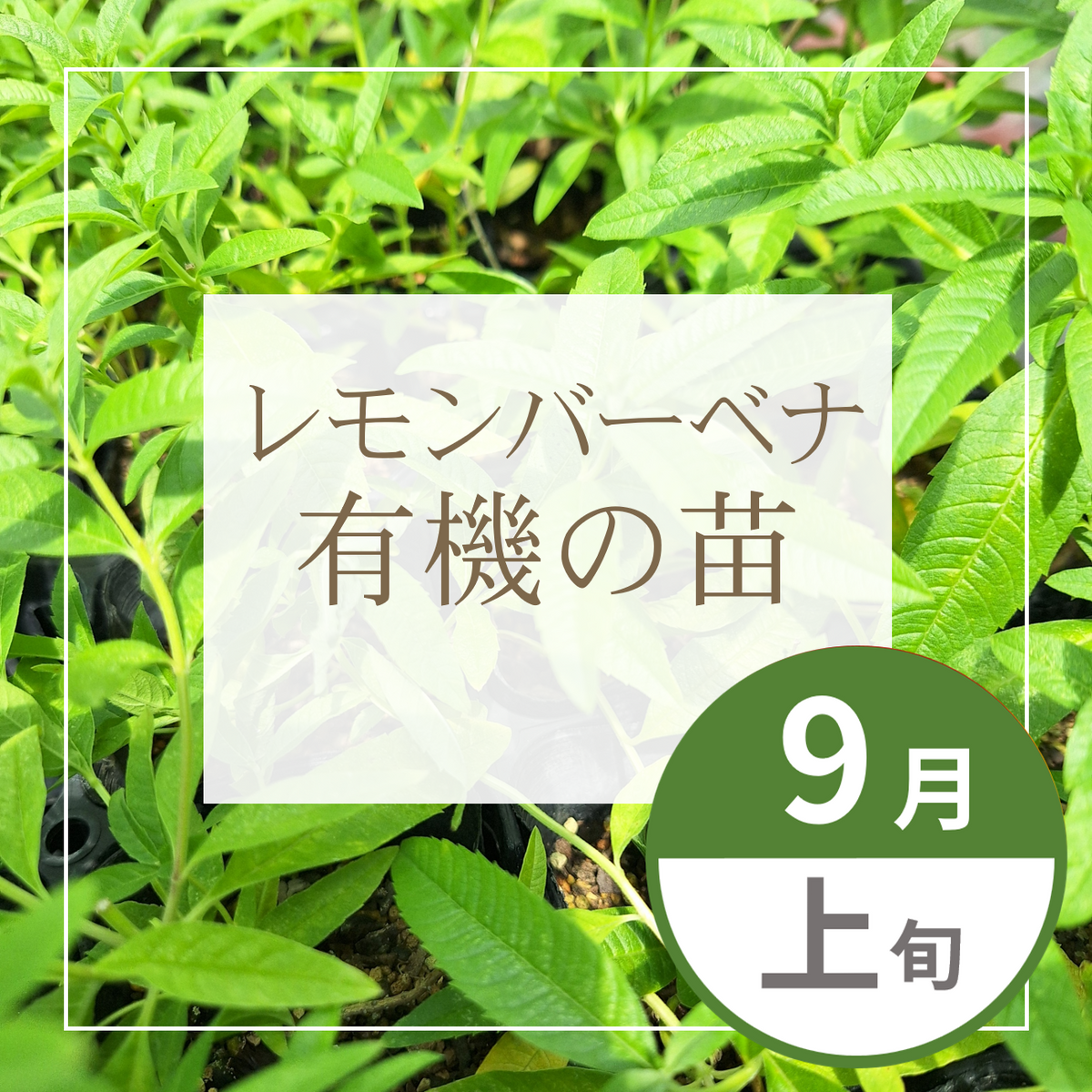 【グループ SEP-01 | 9月上旬発送】有機の苗 | レモンバーベナ