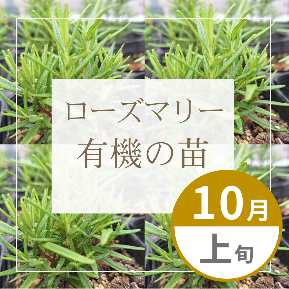 【グループ OCT-01 | 10月上旬発送】有機の苗 | ローズマリー
