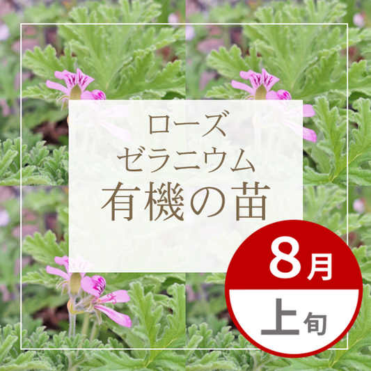 【グループ AUG-01 | ８月上旬発送】有機の苗 | ローズゼラニウム