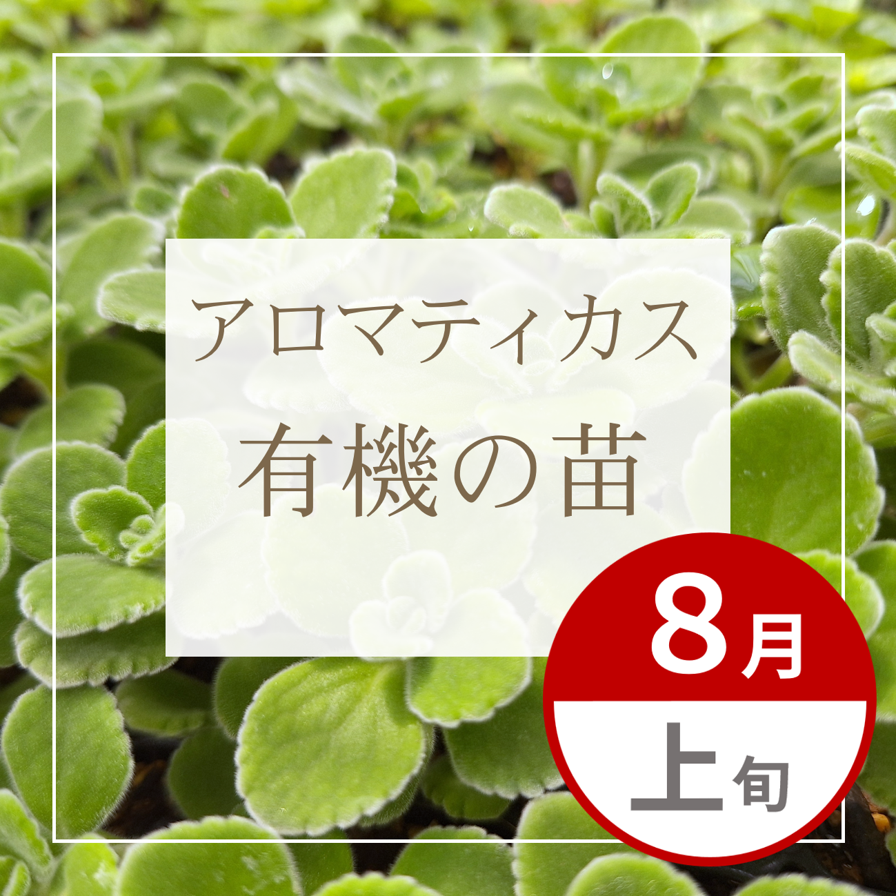 【グループ AUG-01 | ８月上旬発送】有機の苗 | アロマティカス