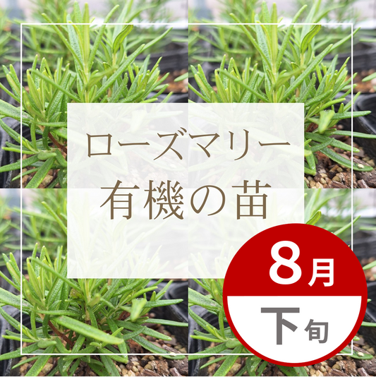 【グループ AUG-02 | 8月下旬発送】有機の苗 | ローズマリー