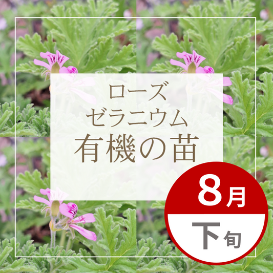【グループ AUG-02 | ８月下旬発送】有機の苗 | ローズゼラニウム