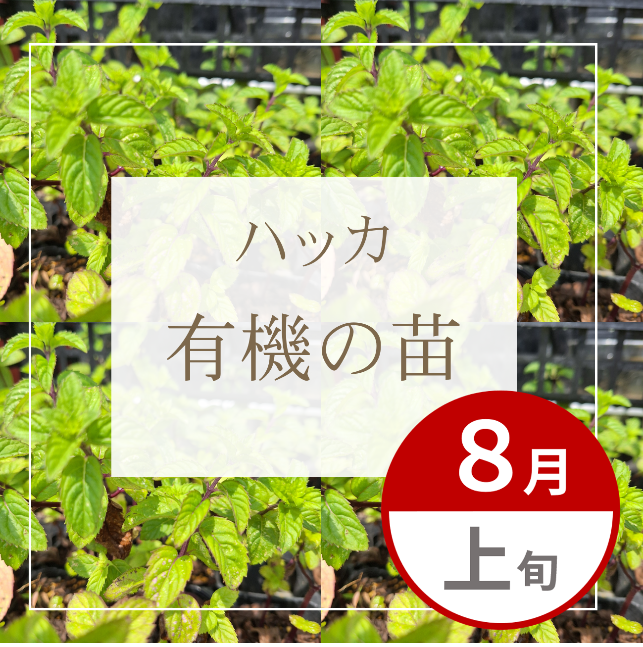 【グループ AUG-01 | 8月上旬発送】有機の苗 | ハッカ