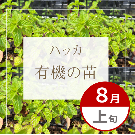 【グループ AUG-01 | 8月上旬発送】有機の苗 | ハッカ