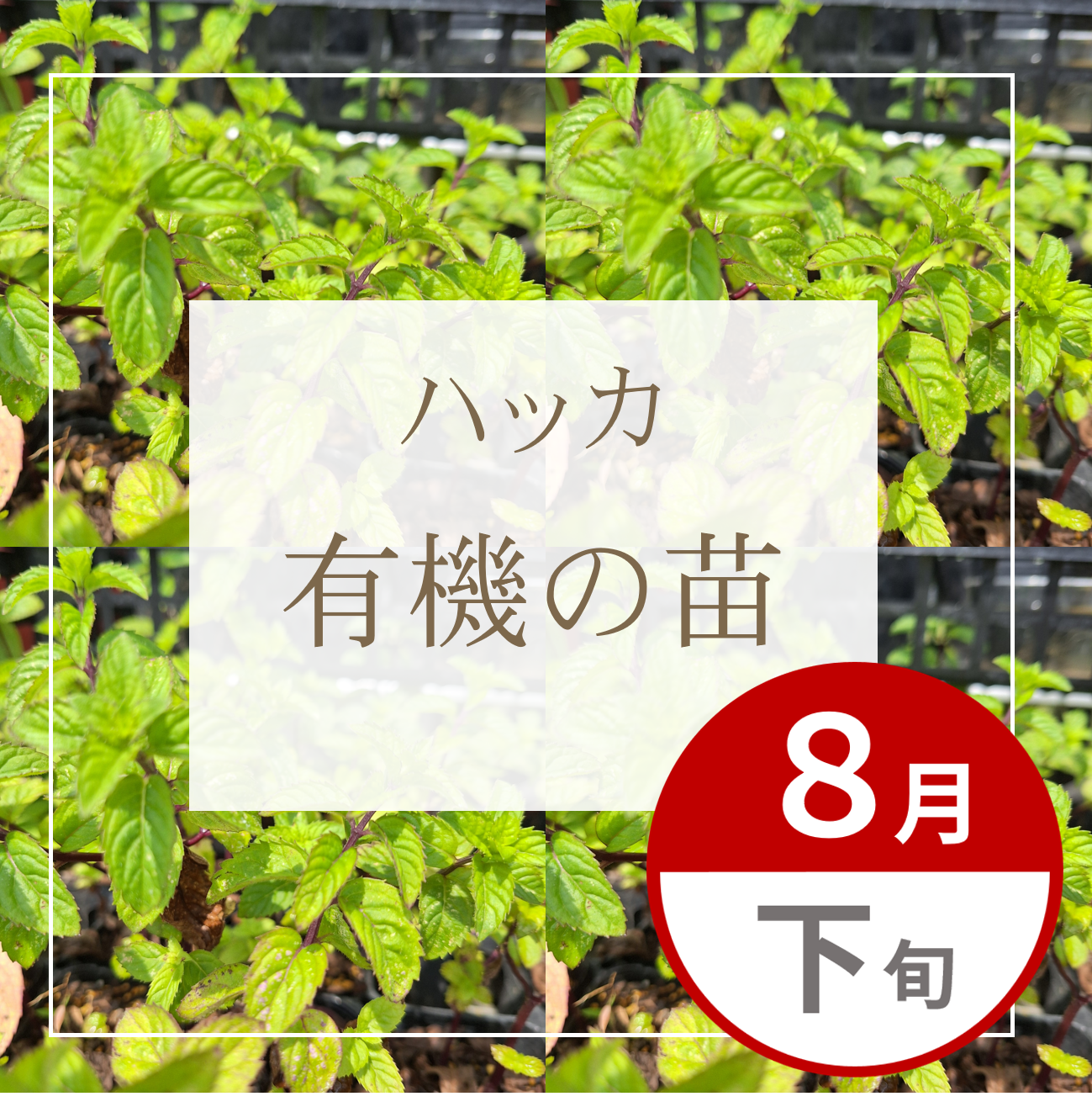 【グループ AUG-02| 8月下旬発送】有機の苗 | ハッカ