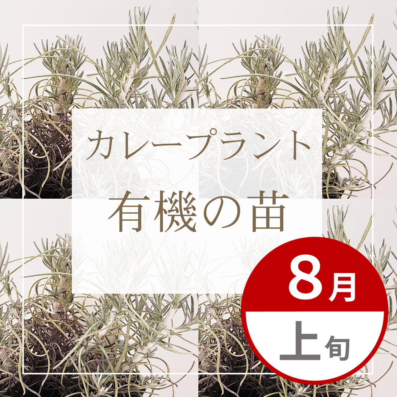 【グループ AUG-01 | ８月上旬発送】有機の苗 | カレープラント