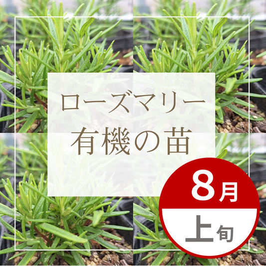 【グループ AUG-01 | 8月上旬発送】有機の苗 | ローズマリー