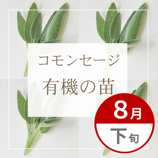 【グループ AUG-02 | 8月下旬発送】有機の苗 | コモンセージ