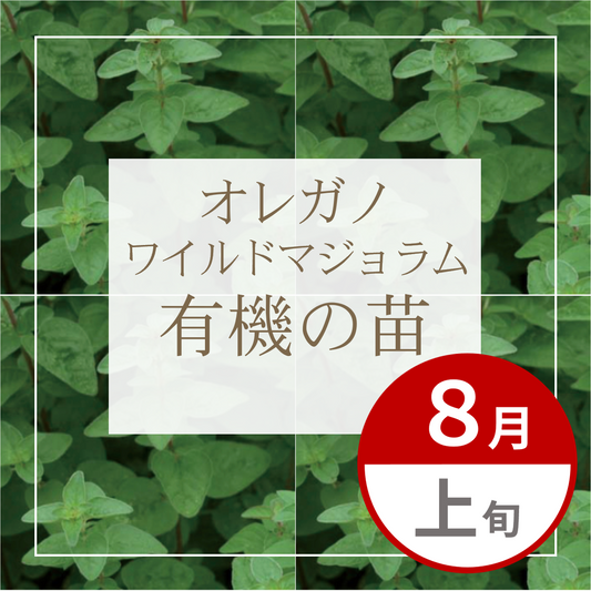 【グループ AUG-01 | 8月上旬発送】有機の苗 | オレガノ ワイルドマジョラム