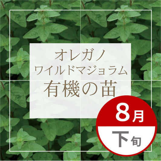【グループ AUG-02 | 8月下旬発送】有機の苗 | オレガノ ワイルドマジョラム