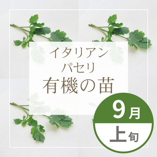 【グループ SEP-01 | 9月上旬発送】有機の苗 | イタリアンパセリ