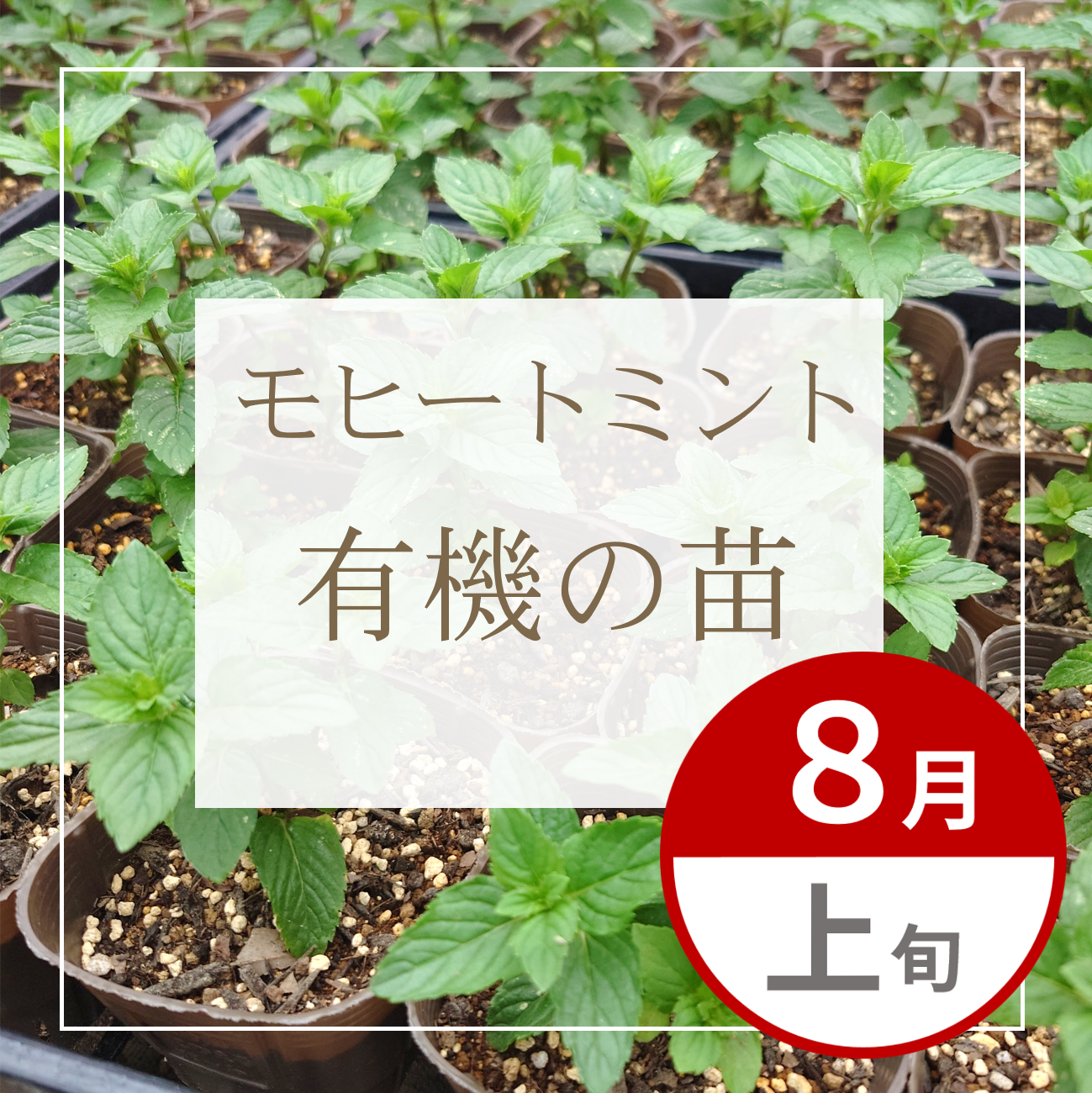 【グループ AUG-01 | 8月上旬発送】有機の苗 | モヒートミント