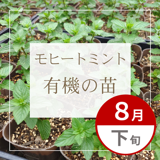 【グループ AUG-02 | 8月下旬発送】有機の苗 | モヒートミント