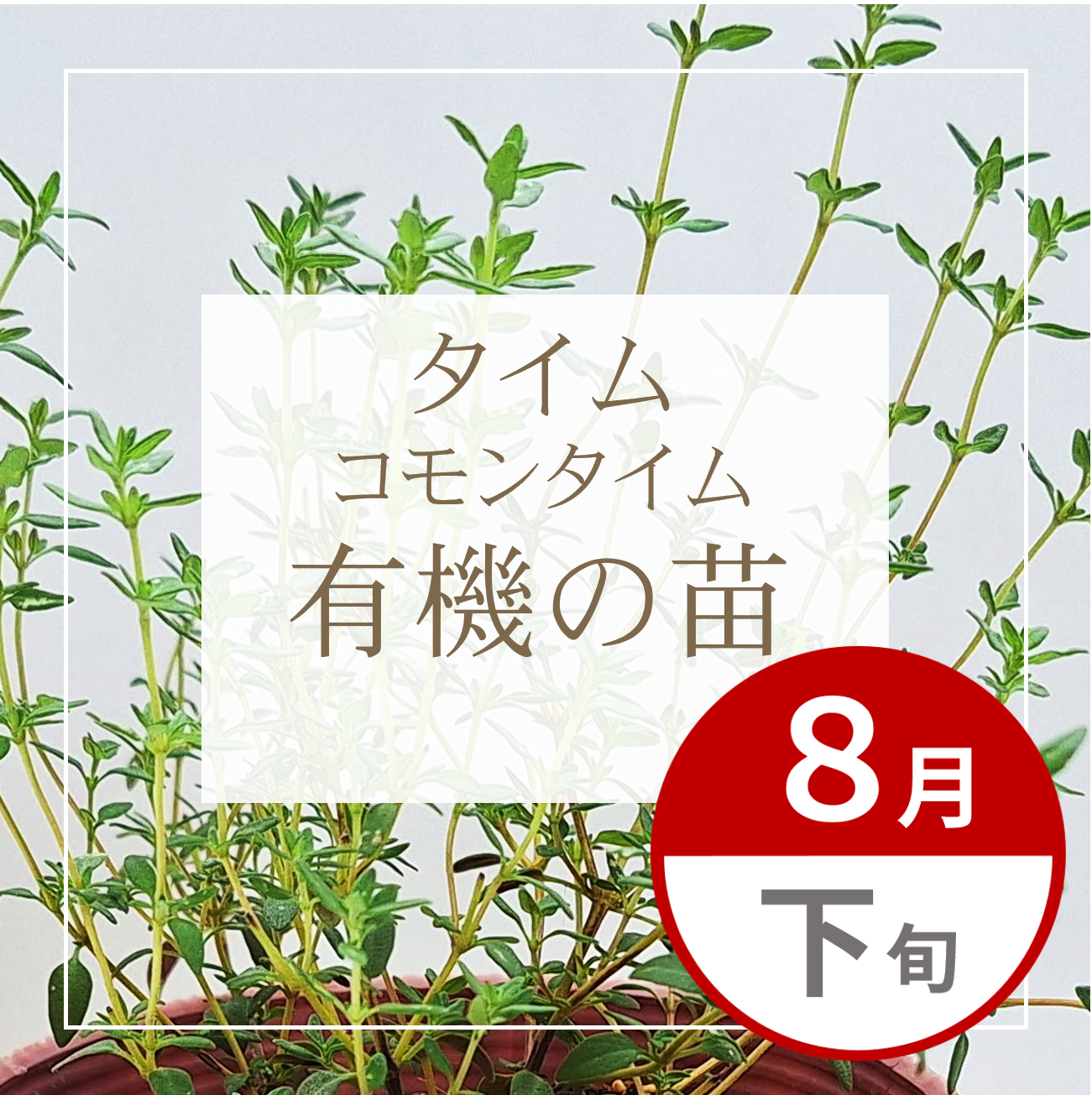 【グループ AUG-02 | 8月下旬発送】有機の苗 | コモンタイム