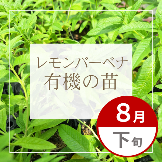 【グループ AUG-02 | 8月下旬発送】有機の苗 | レモンバーベナ