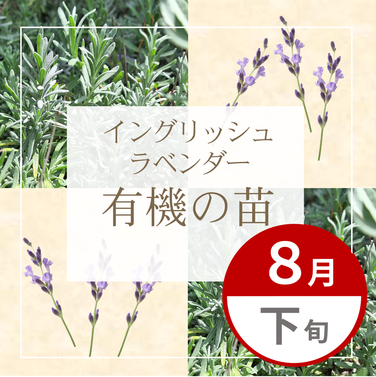 【グループ AUG-02 | 8月下旬発送】有機の苗 | イングリッシュラベンダー