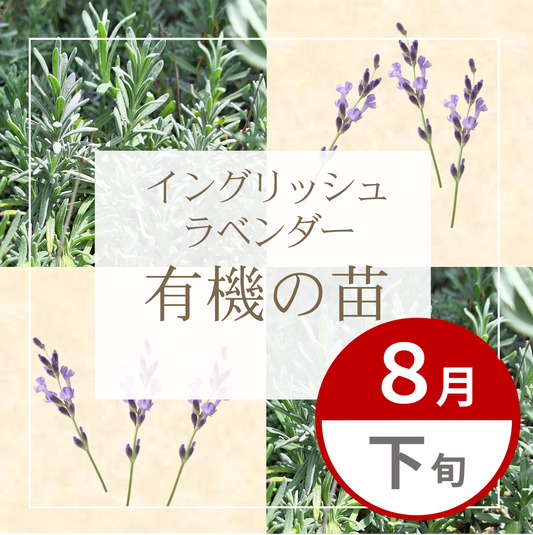 【グループ AUG-02 | 8月下旬発送】有機の苗 | イングリッシュラベンダー